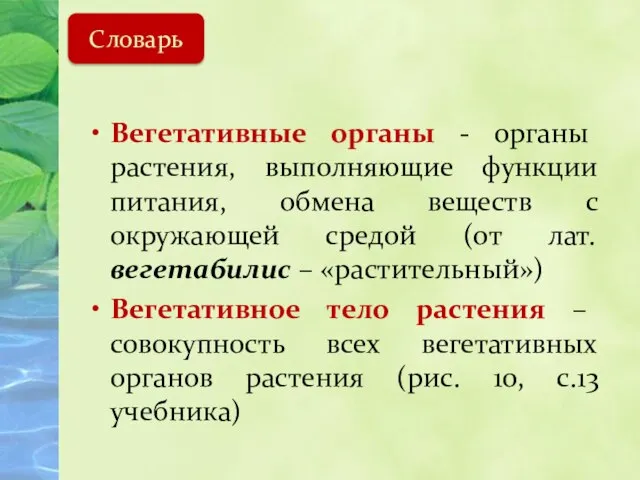 Вегетативные органы - органы растения, выполняющие функции питания, обмена веществ с