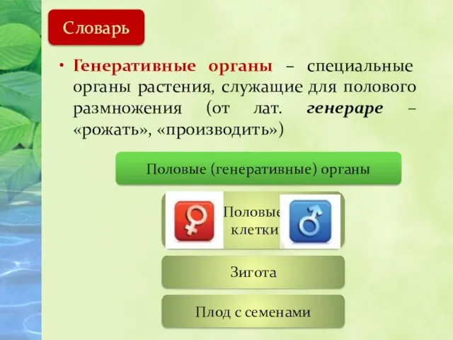 Генеративные органы – специальные органы растения, служащие для полового размножения (от