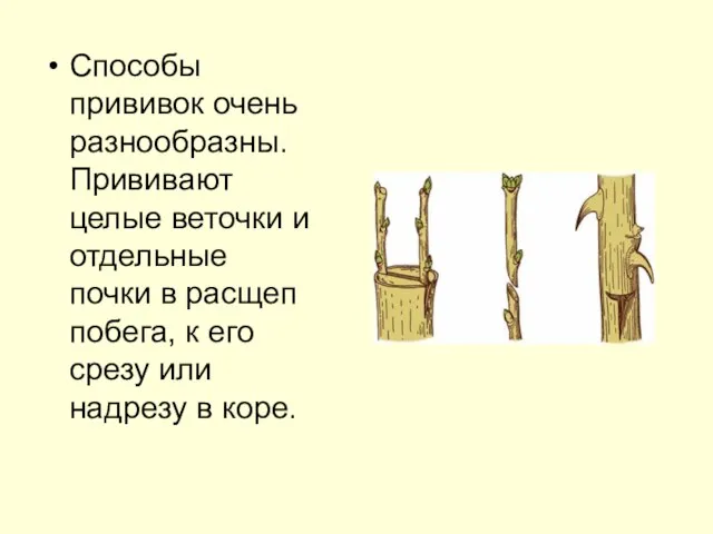 Способы прививок очень разнообразны. Прививают целые веточки и отдельные почки в