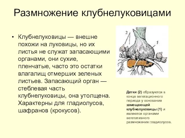 Размножение клубнелуковицами Клубнелуковицы — внешне похожи на луковицы, но их листья