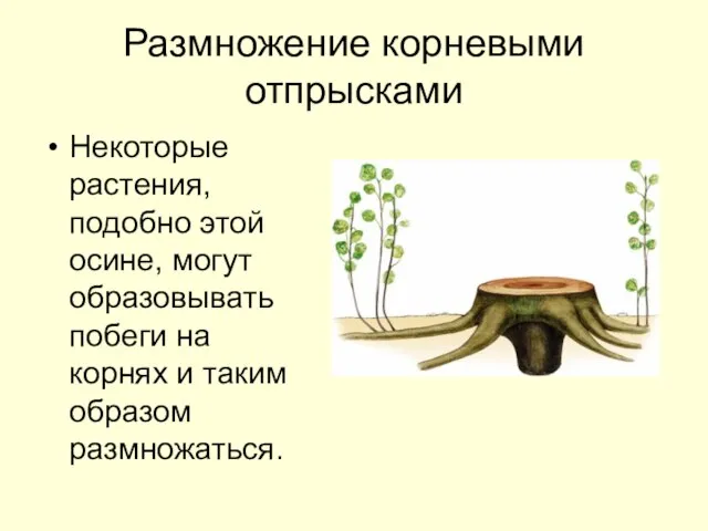 Размножение корневыми отпрысками Некоторые растения, подобно этой осине, могут образовывать побеги