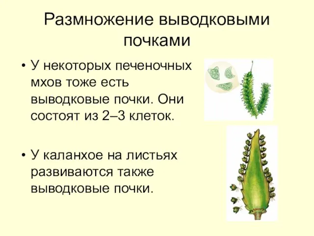 Размножение выводковыми почками У некоторых печеночных мхов тоже есть выводковые почки.