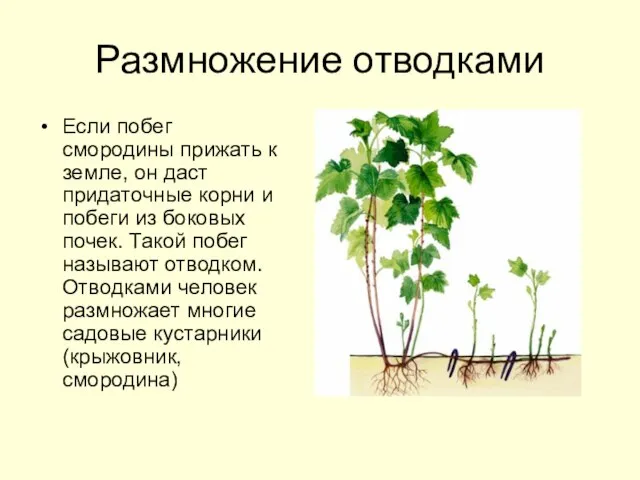 Размножение отводками Если побег смородины прижать к земле, он даст придаточные