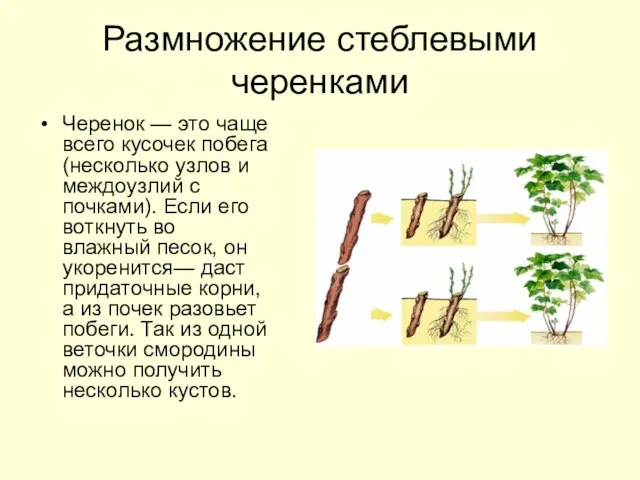 Размножение стеблевыми черенками Черенок — это чаще всего кусочек побега (несколько