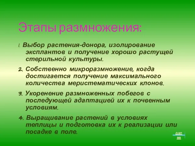 Этапы размножения: 1. Выбор растения-донора, изолирование эксплантов и получение хорошо растущей