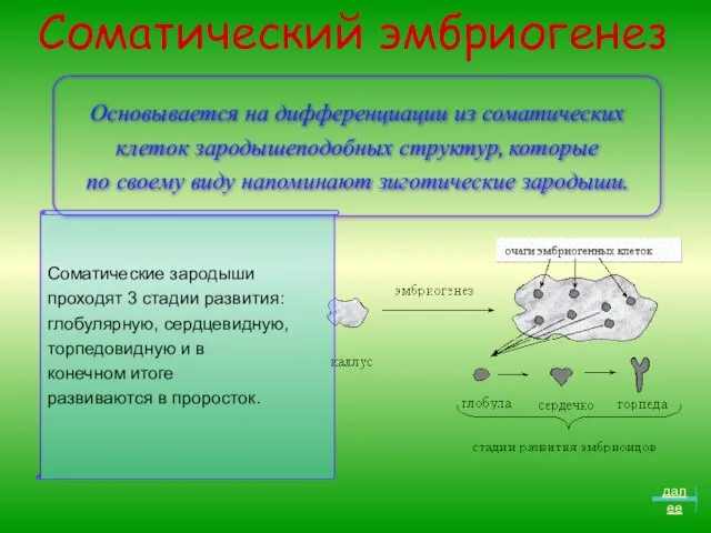 Соматический эмбриогенез Основывается на дифференциации из соматических клеток зародышеподобных структур, которые