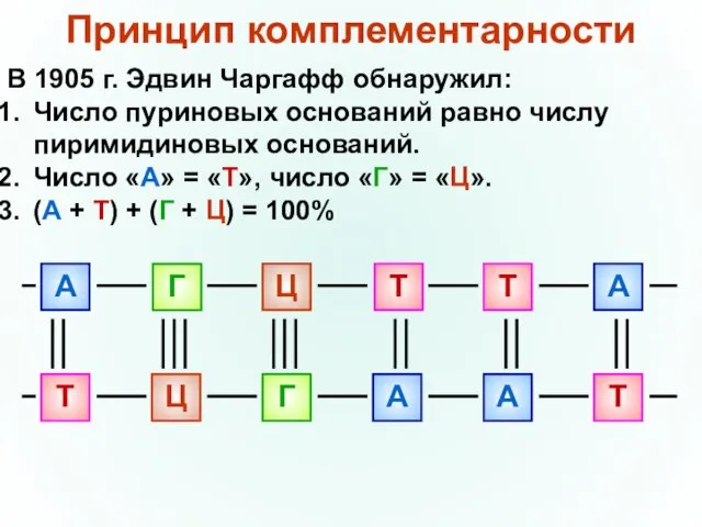 Принцип комплементарности В 1905 г. Эдвин Чаргафф обнаружил: Число пуриновых оснований