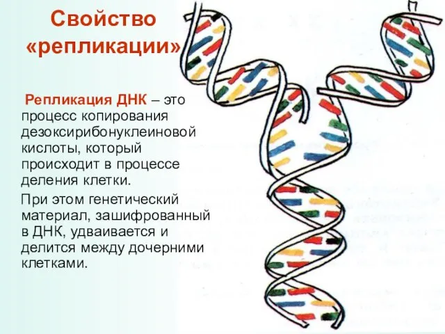 Свойство «репликации» Репликация ДНК – это процесс копирования дезоксирибонуклеиновой кислоты, который