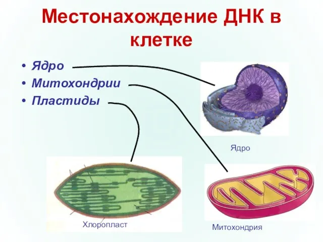 Местонахождение ДНК в клетке Ядро Митохондрии Пластиды Хлоропласт Митохондрия Ядро