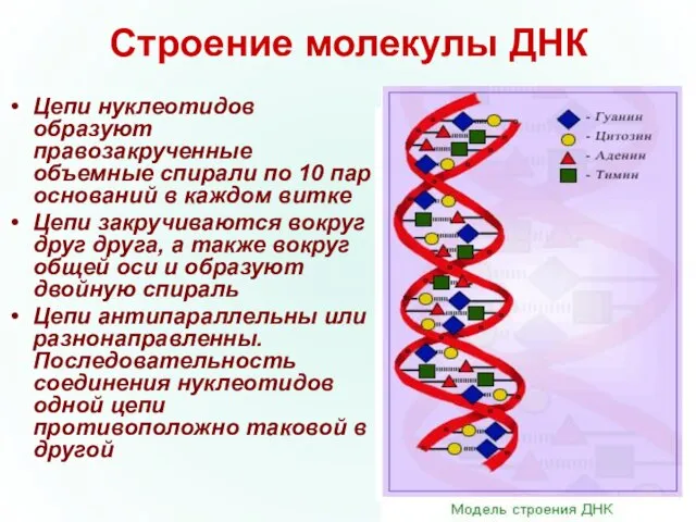 Строение молекулы ДНК Цепи нуклеотидов образуют правозакрученные объемные спирали по 10