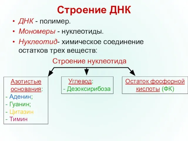 Строение ДНК ДНК - полимер. Мономеры - нуклеотиды. Нуклеотид- химическое соединение