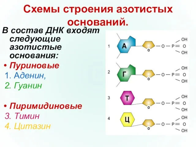 Схемы строения азотистых оснований. В состав ДНК входят следующие азотистые основания: