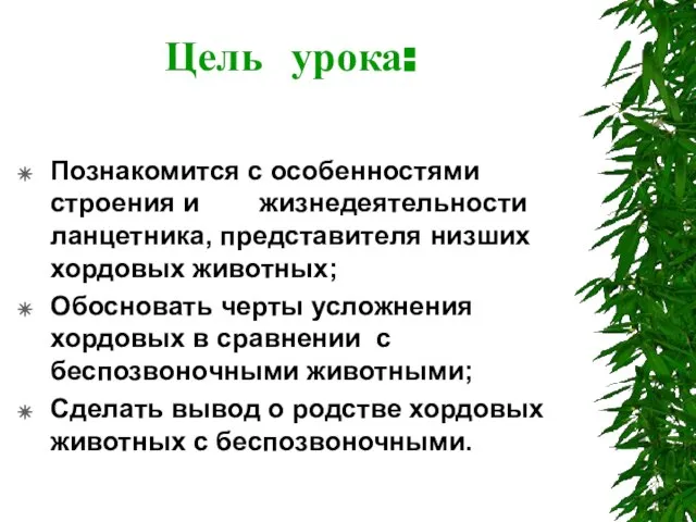 Цель урока: Познакомится с особенностями строения и жизнедеятельности ланцетника, представителя низших