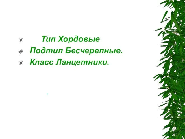 Тип Хордовые Подтип Бесчерепные. Класс Ланцетники.