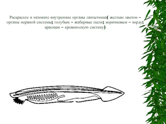 Раскрасьте и назовите внутренние органы ланцетника( желтым цветом – органы нервной