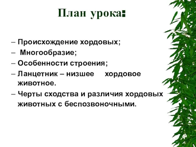 План урока: Происхождение хордовых; Многообразие; Особенности строения; Ланцетник – низшее хордовое