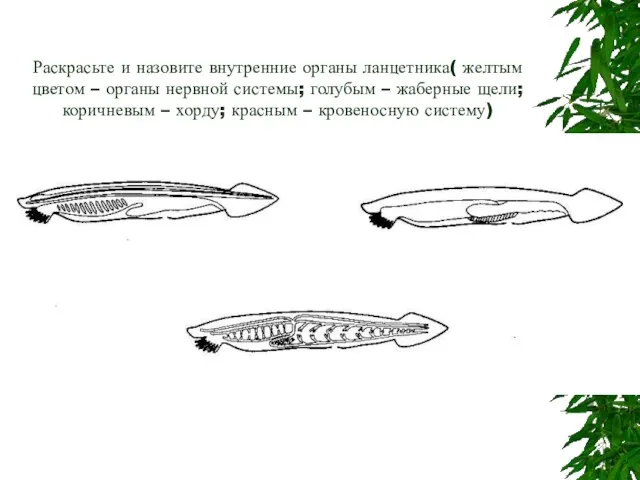 Раскрасьте и назовите внутренние органы ланцетника( желтым цветом – органы нервной