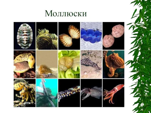 Моллюски