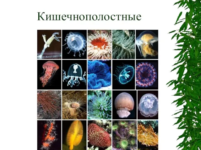 Кишечнополостные