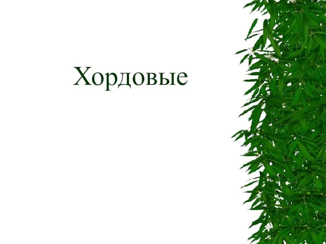 Хордовые