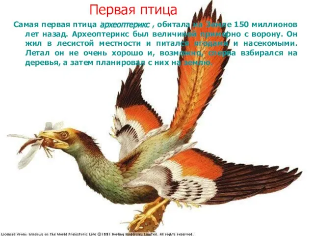 Первая птица Самая первая птица археоптерикс , обитала на Земле 150