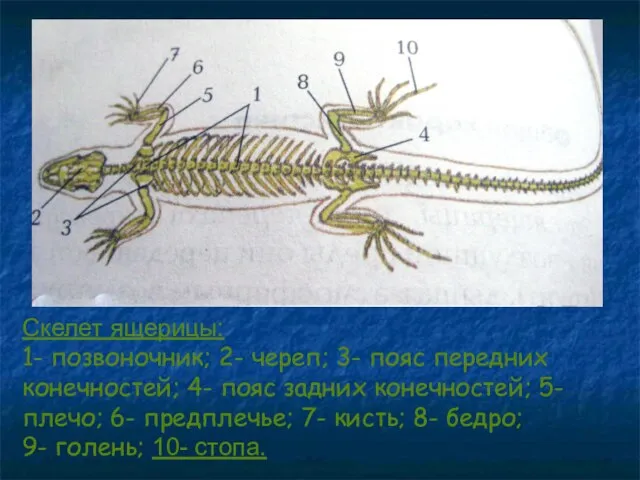 Скелет ящерицы: 1- позвоночник; 2- череп; 3- пояс передних конечностей; 4-