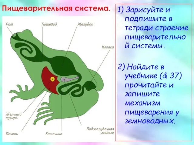 Пищеварительная система. 1) Зарисуйте и подпишите в тетради строение пищеварительной системы.