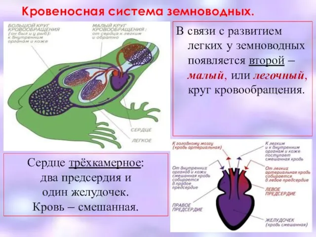 Кровеносная система земноводных. В связи с развитием легких у земноводных появляется