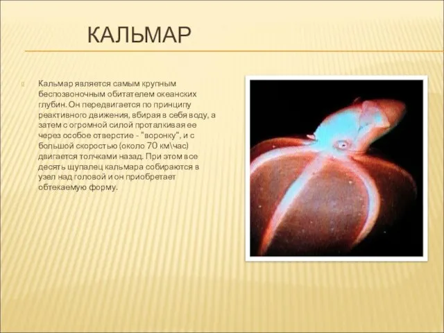 КАЛЬМАР Кальмар является самым крупным беспозвоночным обитателем океанских глубин. Он передвигается