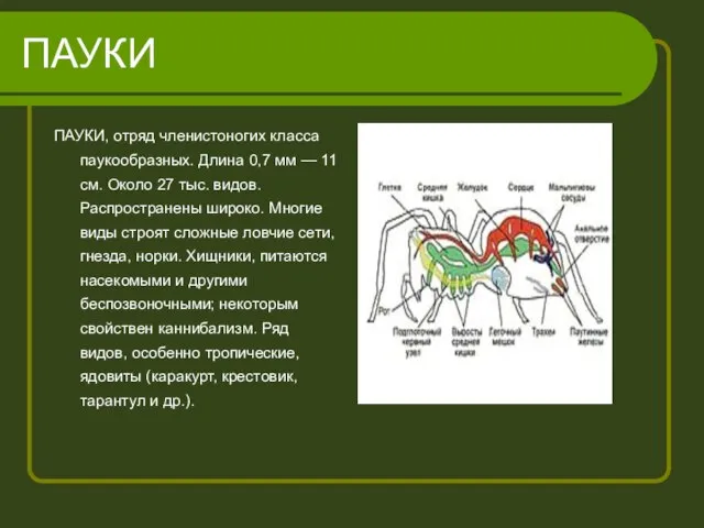 ПАУКИ ПАУКИ, отряд членистоногих класса паукообразных. Длина 0,7 мм — 11