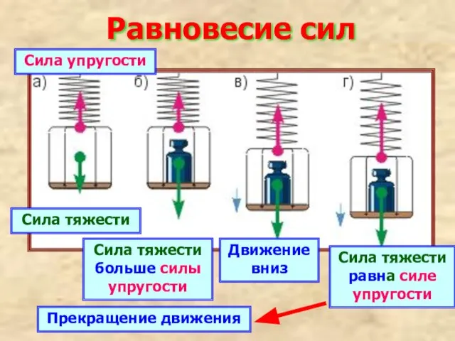 Равновесие сил Сила тяжести Сила упругости Сила тяжести больше силы упругости