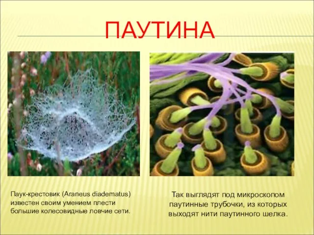 ПАУТИНА Паук-крестовик (Araneus diadematus) известен своим умением плести большие колесовидные ловчие