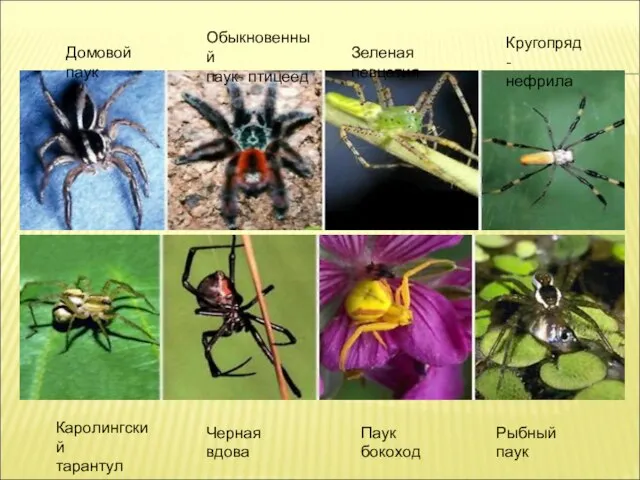 Домовой паук Обыкновенный паук- птицеед Зеленая певцетия Кругопряд- нефрила Каролингский тарантул