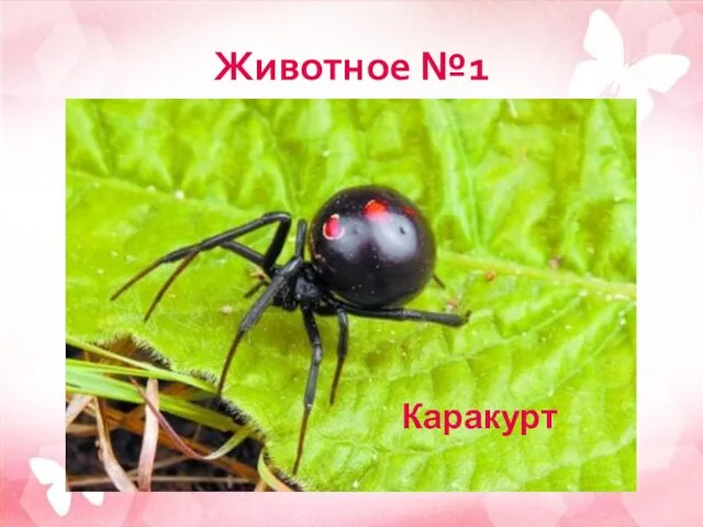 Животное №1 Каракурт