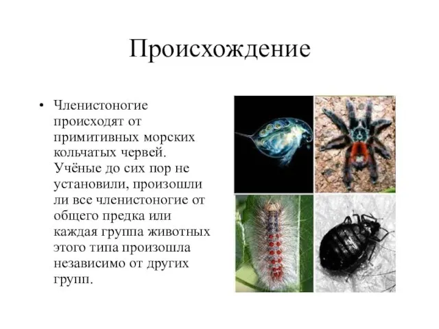 Происхождение Членистоногие происходят от примитивных морских кольчатых червей. Учёные до сих