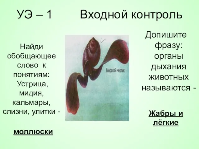 УЭ – 1 Входной контроль Допишите фразу: органы дыхания животных называются