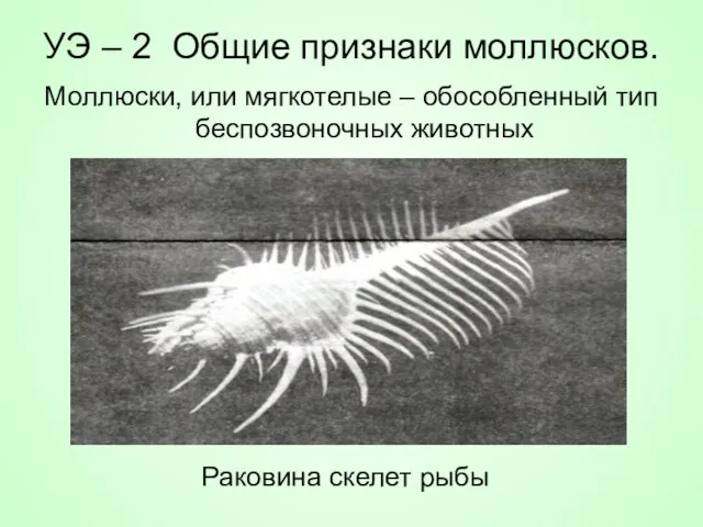 УЭ – 2 Общие признаки моллюсков. Моллюски, или мягкотелые – обособленный