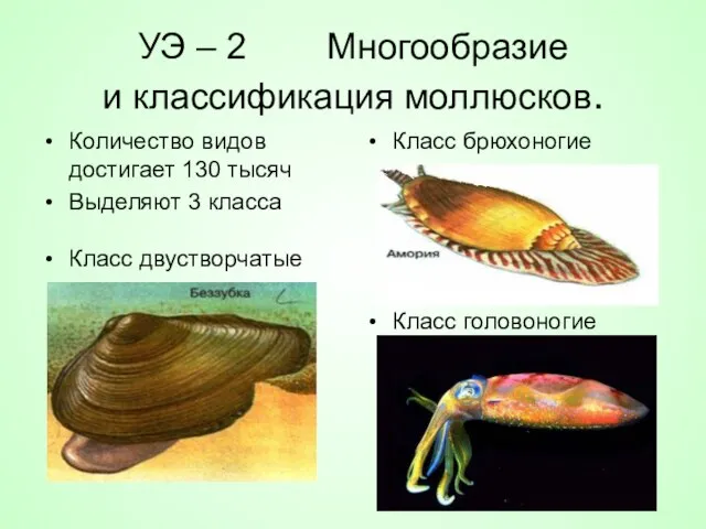 УЭ – 2 Многообразие и классификация моллюсков. Количество видов достигает 130