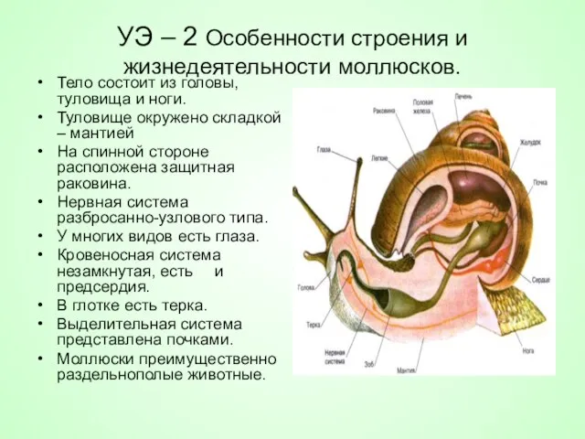 УЭ – 2 Особенности строения и жизнедеятельности моллюсков. Тело состоит из