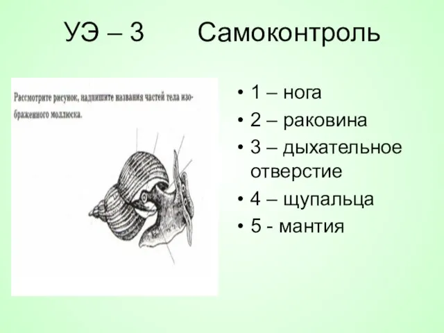 УЭ – 3 Самоконтроль 1 – нога 2 – раковина 3