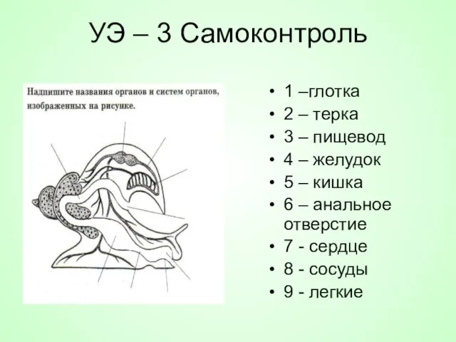 УЭ – 3 Самоконтроль 1 –глотка 2 – терка 3 –