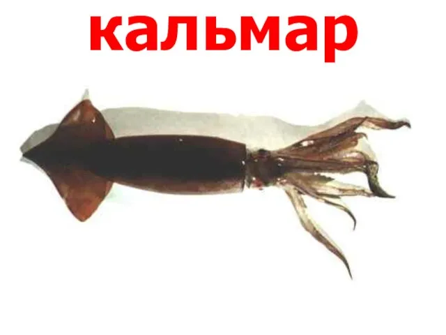 кальмар