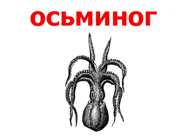 осьминог