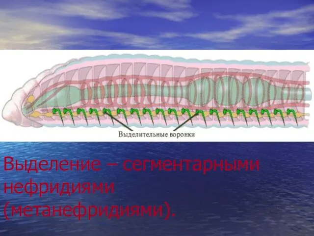 Выделение – сегментарными нефридиями (метанефридиями). .