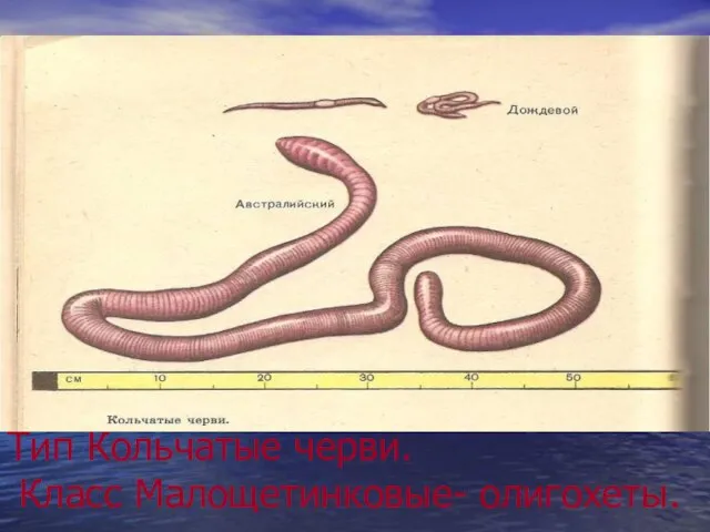 Тип Кольчатые черви. Класс Малощетинковые- олигохеты.