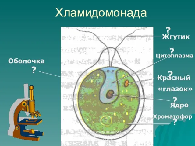 Хламидомонада ? ? ? ? ? ? Оболочка Жгутик Цитоплазма Красный