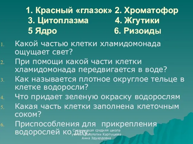 1. Красный «глазок» 2. Хроматофор 3. Цитоплазма 4. Жгутики 5 Ядро