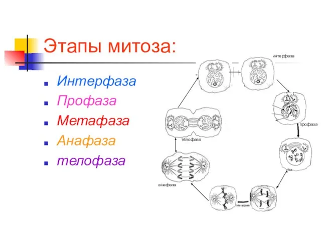 Этапы митоза: Интерфаза Профаза Метафаза Анафаза телофаза профаза анафаза телофаза интерфаза