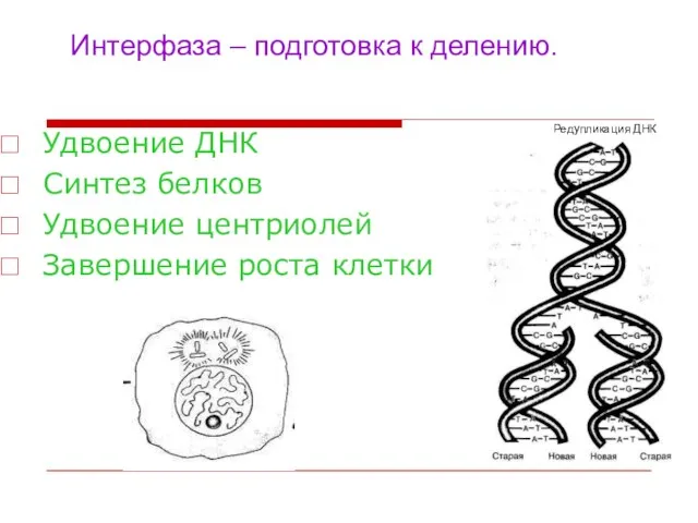 Интерфаза – подготовка к делению. Удвоение ДНК Синтез белков Удвоение центриолей Завершение роста клетки Редупликация ДНК