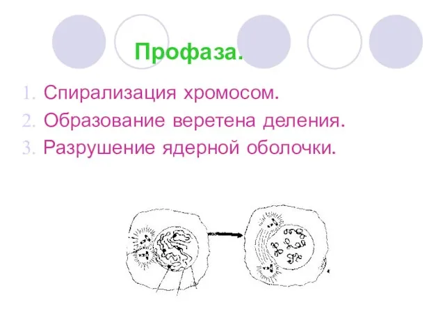 Профаза. Спирализация хромосом. Образование веретена деления. Разрушение ядерной оболочки.